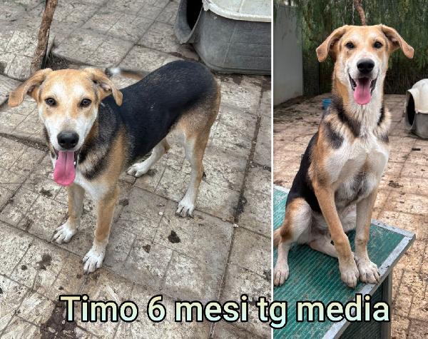 Cuccioli dai 2 mesi meravigliosi Foto 10