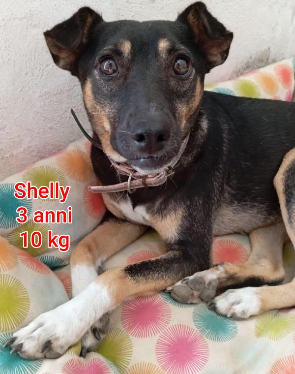 Cani piccini in adozione  Foto 6