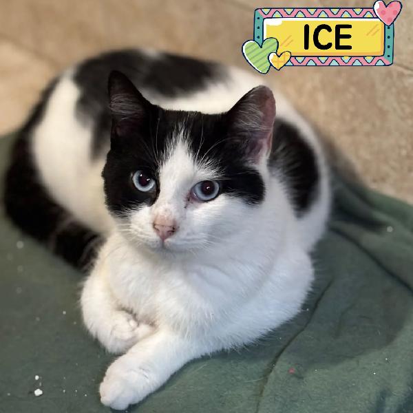 Ice Dolce Gattino Bianco E Nero Cerca Casa - In Adozione