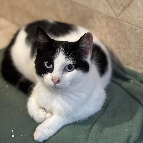 ICE dolce gattino bianco e nero cerca casa - in adozione Foto 2