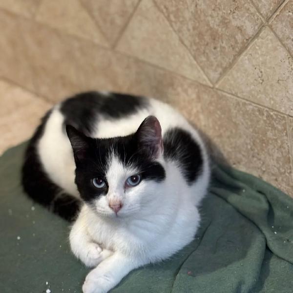 ICE dolce gattino bianco e nero cerca casa - in adozione Foto 3