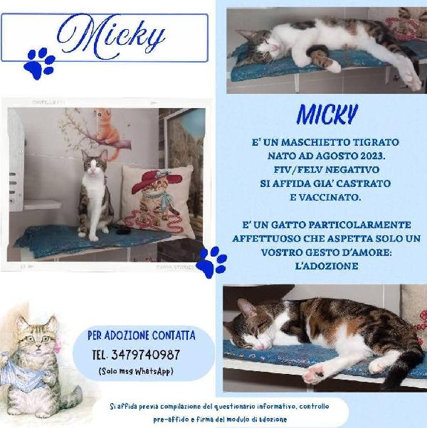 Micky, Tenero Micino Da Adottare!