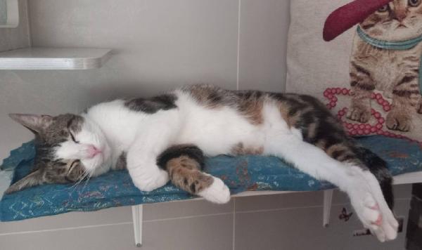 MICKY, tenero micino da adottare! Foto 6