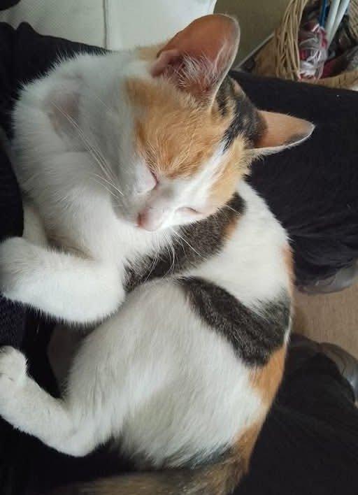 TRILLY , affettuosa gatta in adozione! Foto 5