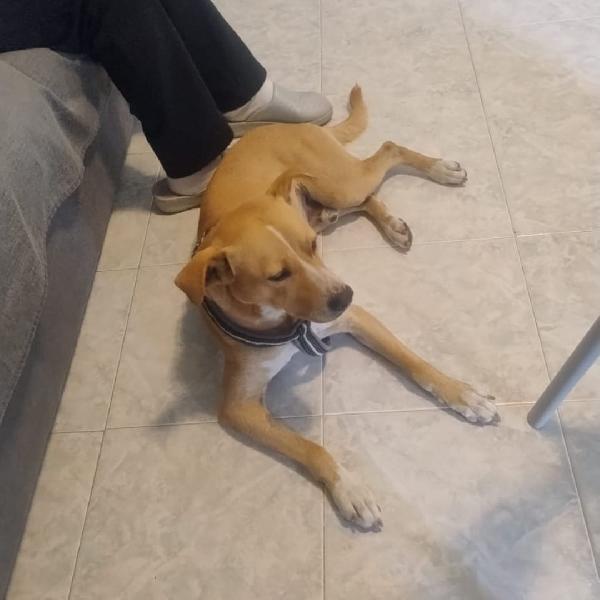 Spillo..coccoloso come lui...chi lo trova? Foto 4