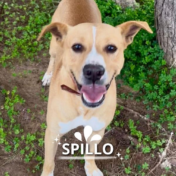 Spillo🩷🐾 Foto 3