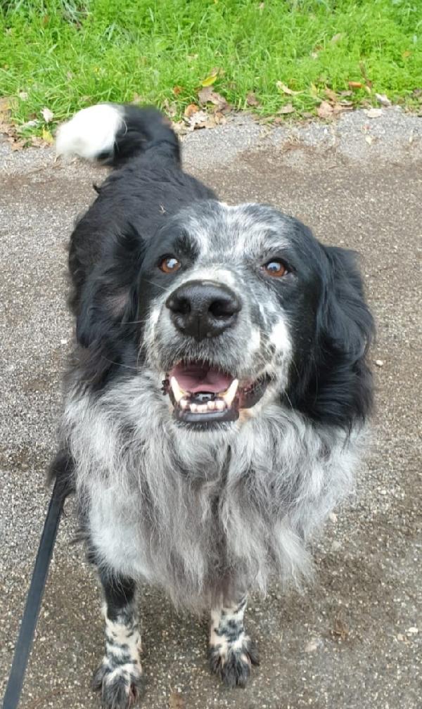 2fratelli mix Setter 13anni 10 DI LAGER SOS ROMA  Foto 2