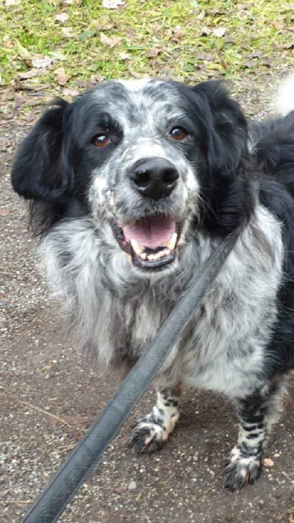 2fratelli mix Setter 13anni 10 DI LAGER SOS ROMA  Foto 3