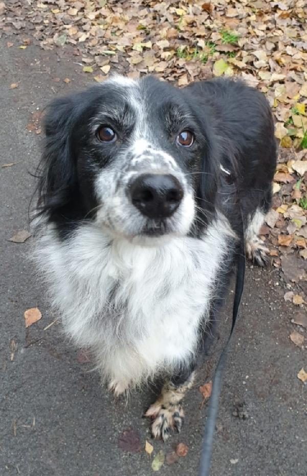 2fratelli mix Setter 13anni 10 DI LAGER SOS ROMA  Foto 4