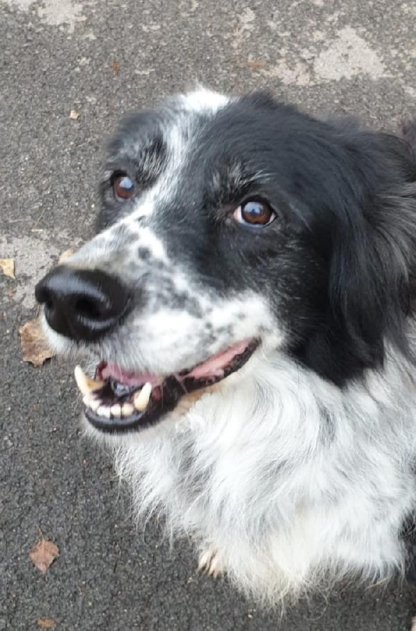 2fratelli mix Setter 13anni 10 DI LAGER SOS ROMA  Foto 5