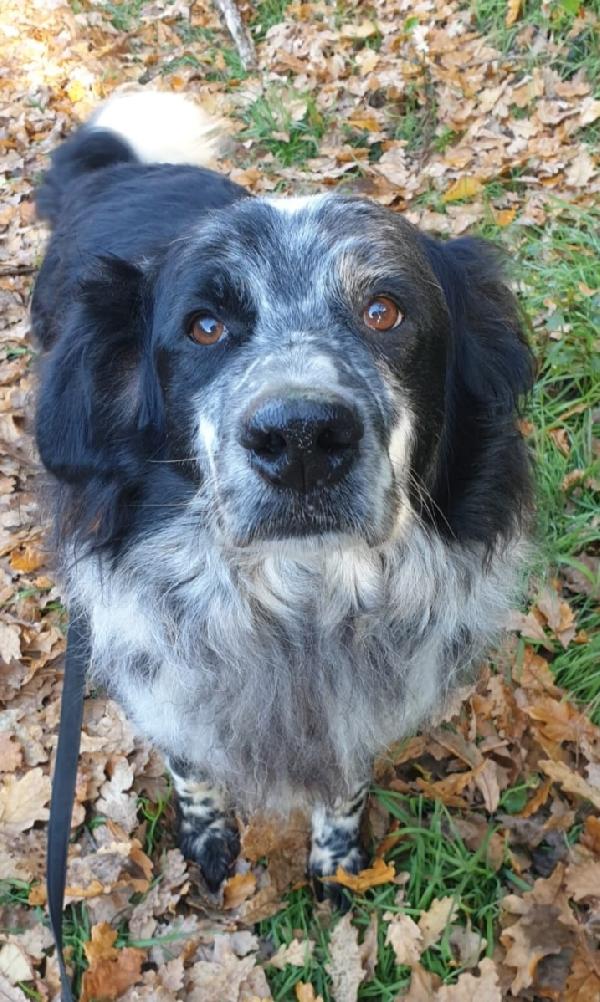 2fratelli mix Setter 13anni 10 DI LAGER SOS ROMA  Foto 6