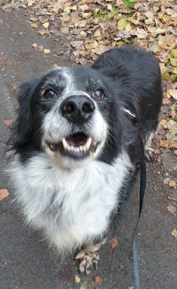 2fratelli mix Setter 13anni 10 DI LAGER SOS ROMA  Foto 7