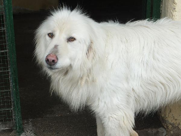 Mariella occhi chiari e naso rosa Foto 2