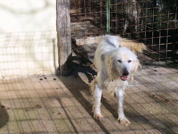 Mariella occhi chiari e naso rosa Foto 5