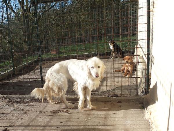 Mariella occhi chiari e naso rosa Foto 7