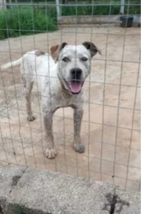 Mix molossino meraviglioso 2anni dal recinto al box Foto 2