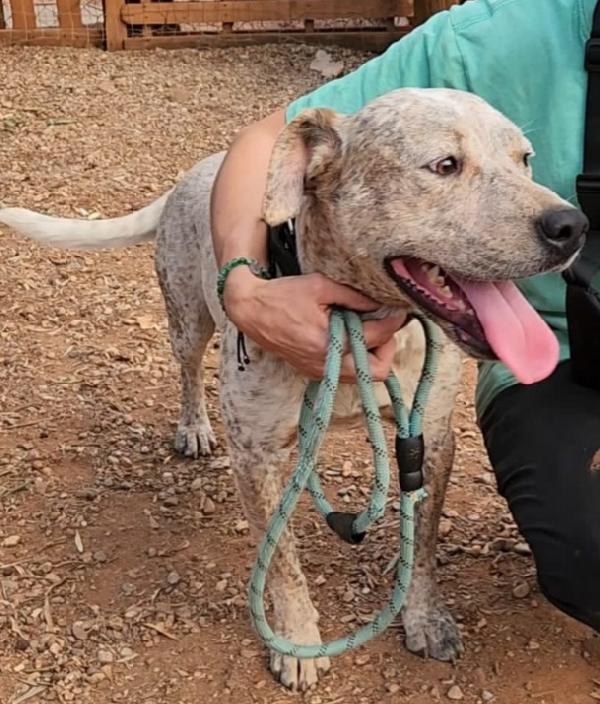 Mix molossino meraviglioso 2anni dal recinto al box Foto 4