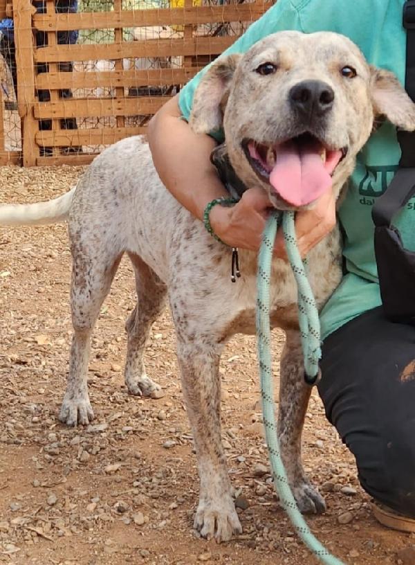 Mix molossino meraviglioso 2anni dal recinto al box Foto 5