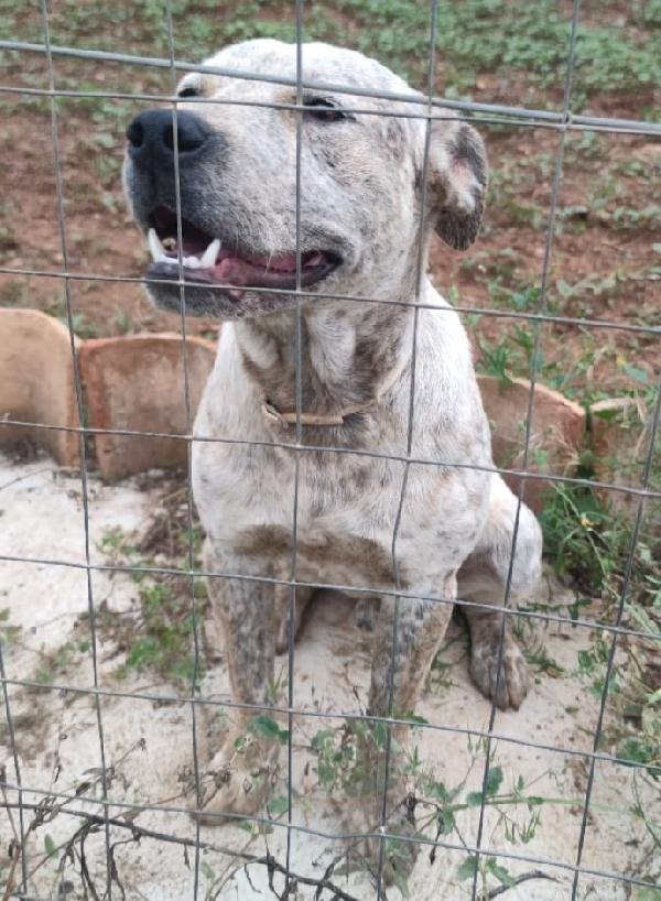 Mix molossino meraviglioso 2anni dal recinto al box Foto 6