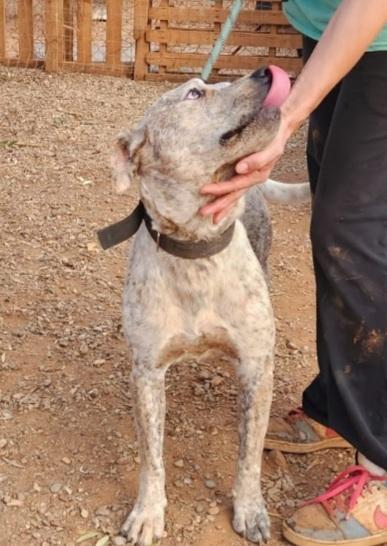 Mix molossino meraviglioso 2anni dal recinto al box Foto 8