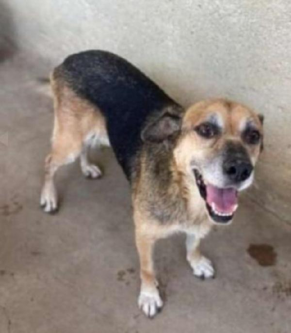 Alan 2Anni E 1/2 Splendido Carattere.sicilia