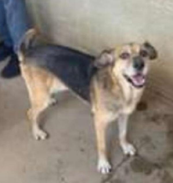 Alan 2anni e 1/2 splendido carattere.SICILIA Foto 2