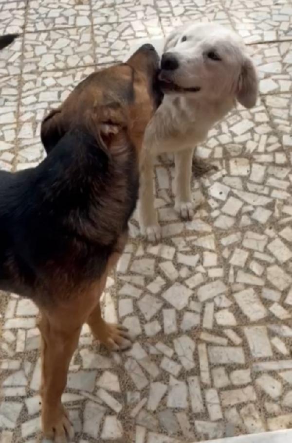 Alan 2anni e 1/2 splendido carattere.SICILIA Foto 5