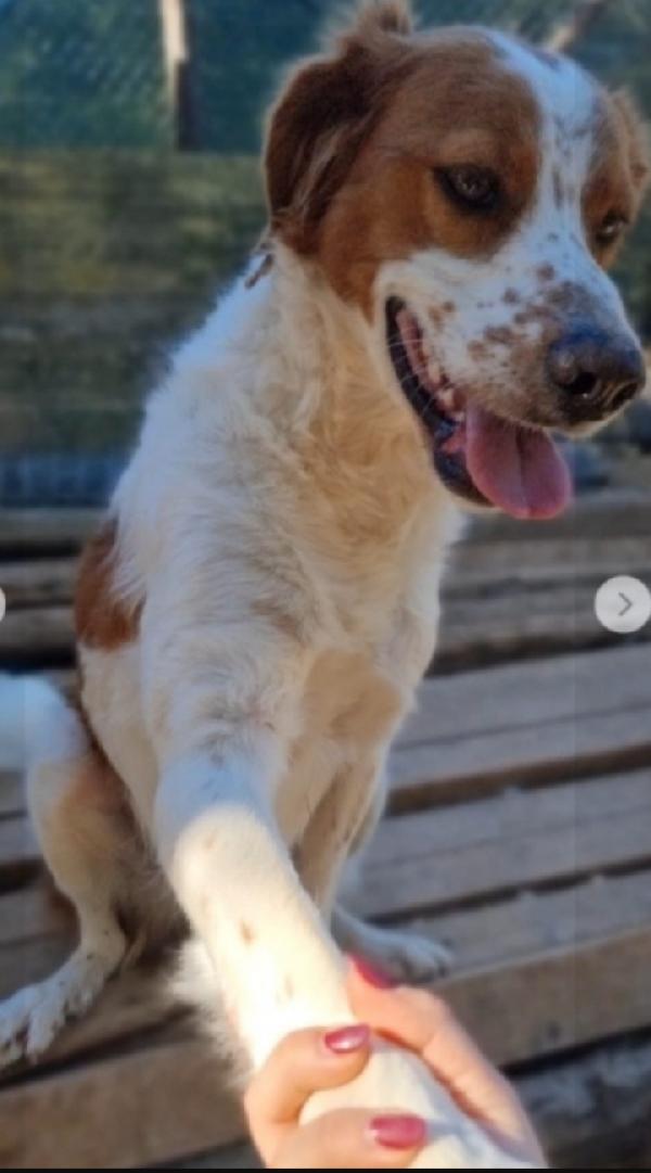 Mix Breton splendido 3anni NESSUNO LO NOTA Foto 2