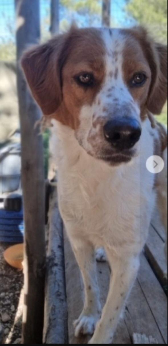 Mix Breton splendido 3anni NESSUNO LO NOTA Foto 3