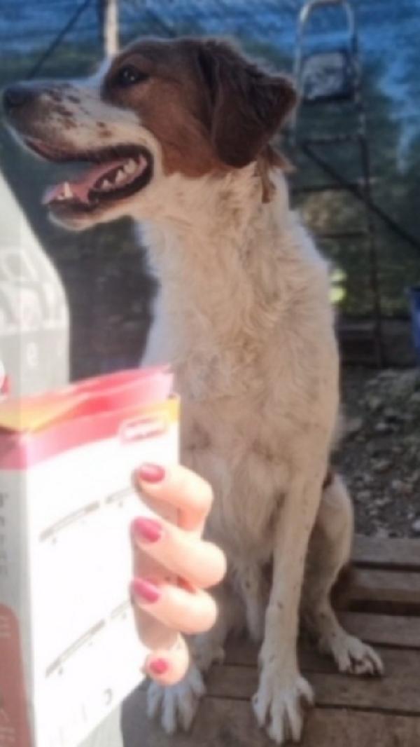 Mix Breton splendido 3anni NESSUNO LO NOTA Foto 4