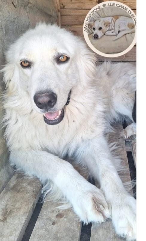 Splendida Simil Maremmana 2Anni Occhi Ambra Calabria 