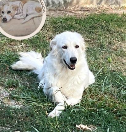 Splendida simil maremmana 2anni occhi ambra CALABRIA  Foto 2