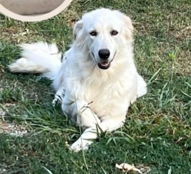 Splendida simil maremmana 2anni occhi ambra CALABRIA  Foto 3