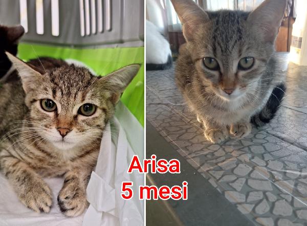 Miciottini Bellissimi!