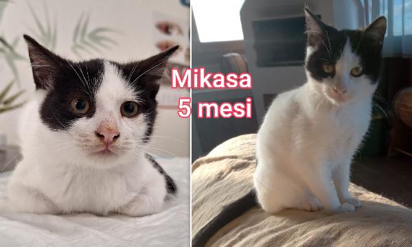 Miciottini bellissimi! Foto 3