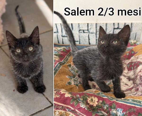 Miciottini bellissimi! Foto 4