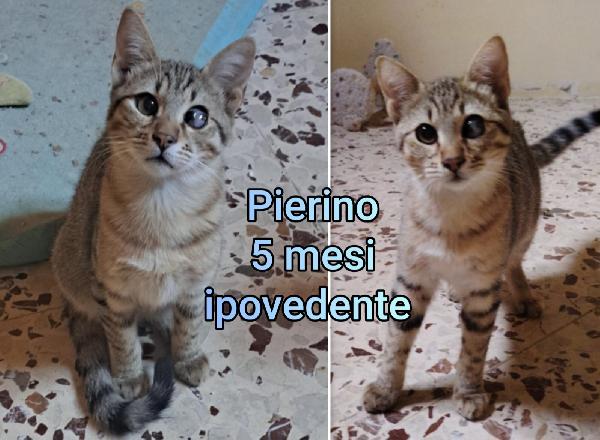 Miciottini bellissimi! Foto 5