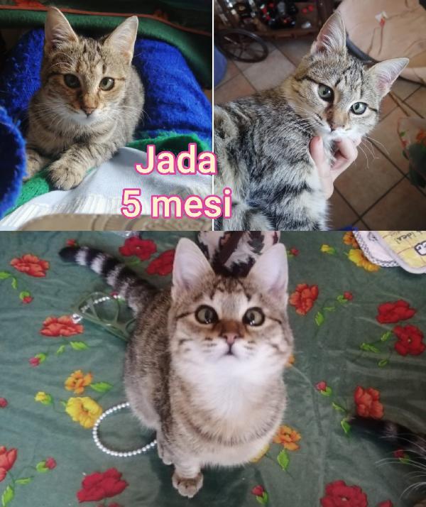 Miciottini bellissimi! Foto 6