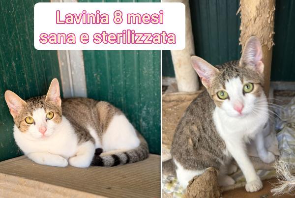 Miciottini bellissimi! Foto 10