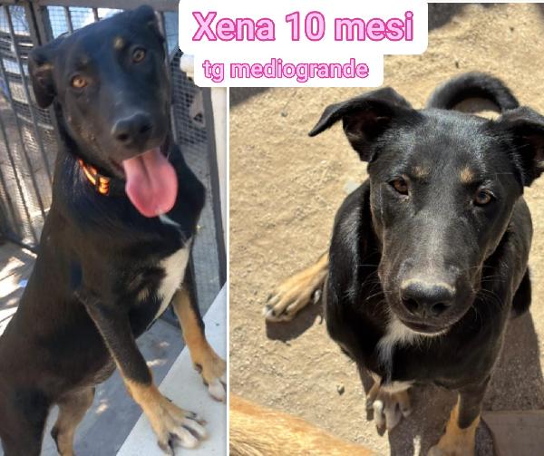 Cucciolotti in adozione! Foto 2