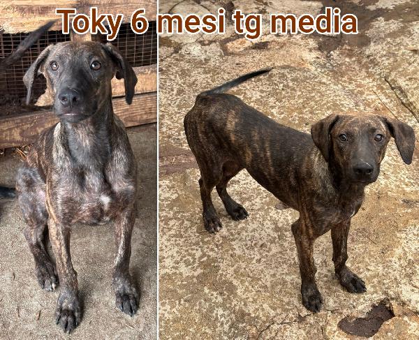 Cucciolotti in adozione! Foto 6