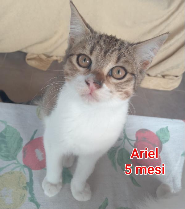 MICINI DA SALVARE! Foto 6