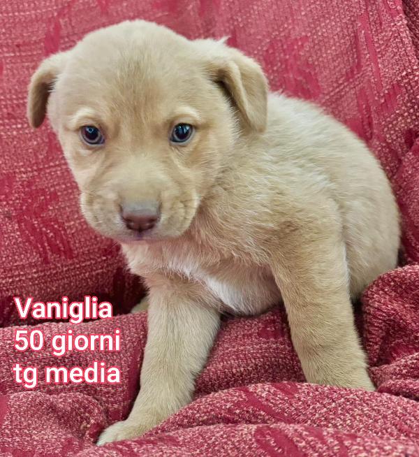 CUCCIOLI DA SALVARE!! Foto 6