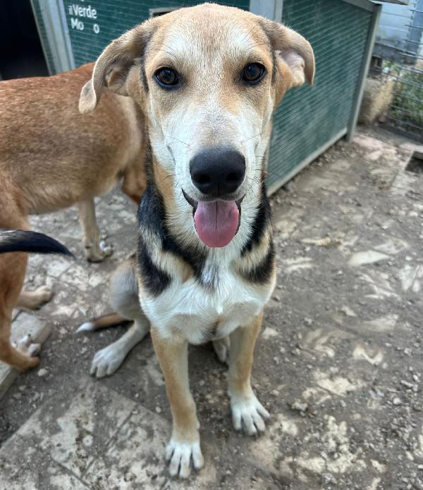 Timo: cucciolo escluso e solo  Foto 2