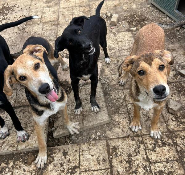 Timo: cucciolo escluso e solo  Foto 3