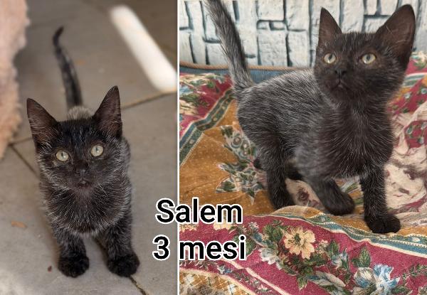 Troppi Micetti Senza Casa