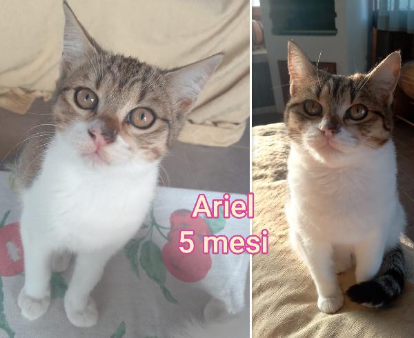 TROPPI MICETTI SENZA CASA Foto 3