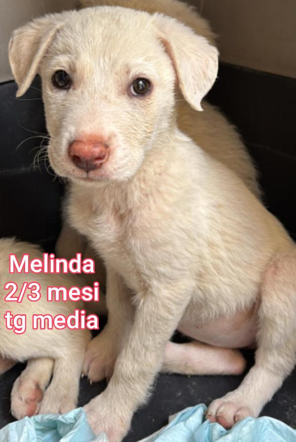 Cercasi Adozione Per Questi Cuccioli 