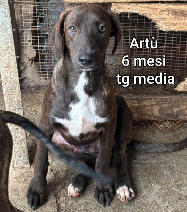 Cercasi adozione per questi cuccioli  Foto 7