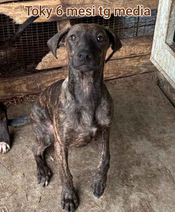 Cercasi adozione per questi cuccioli  Foto 9